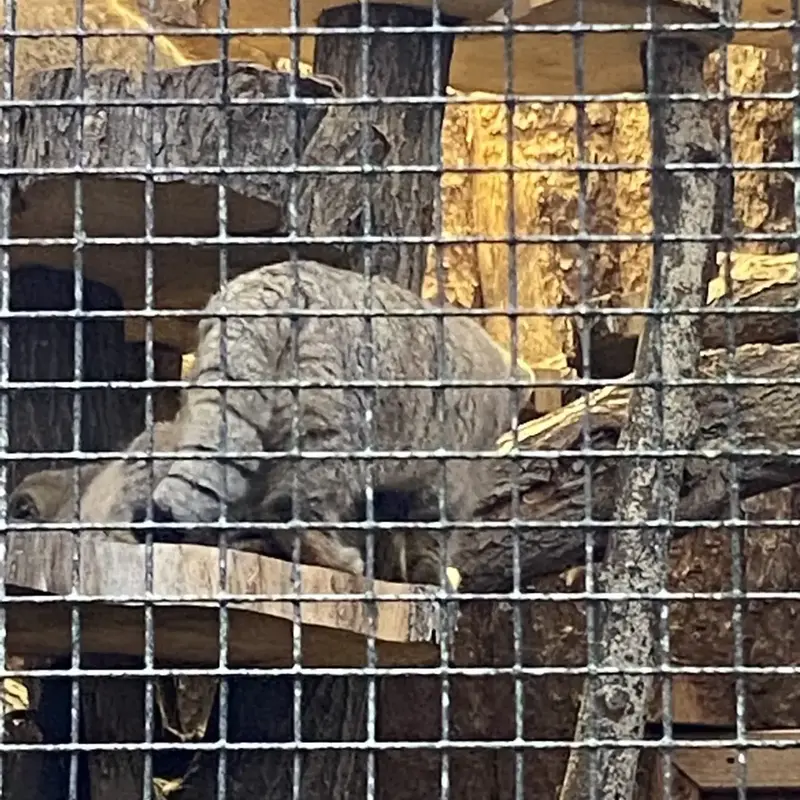 A photograph of a Pallas's cat in Leningrad zoo