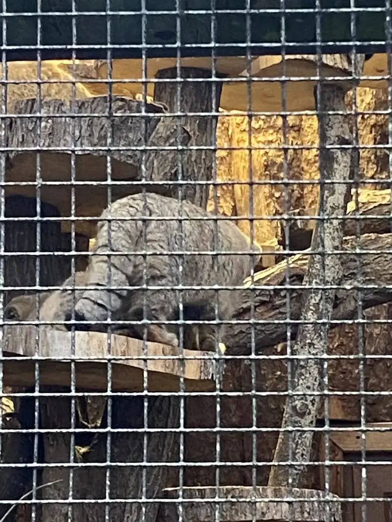A photograph of a Pallas's cat in Leningrad zoo
