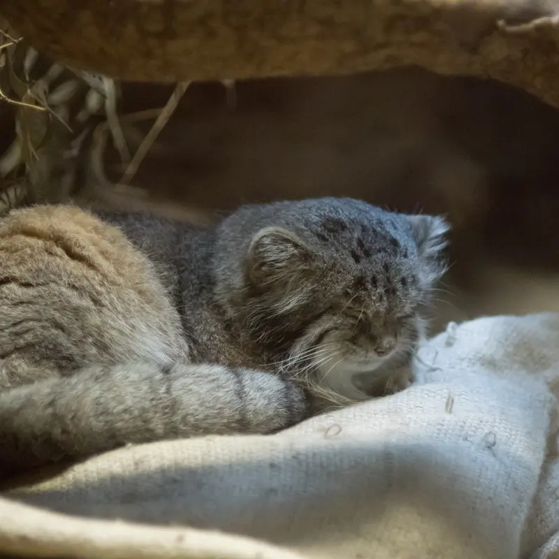 A photograph of Klyon in Ueno Zoological Gardens