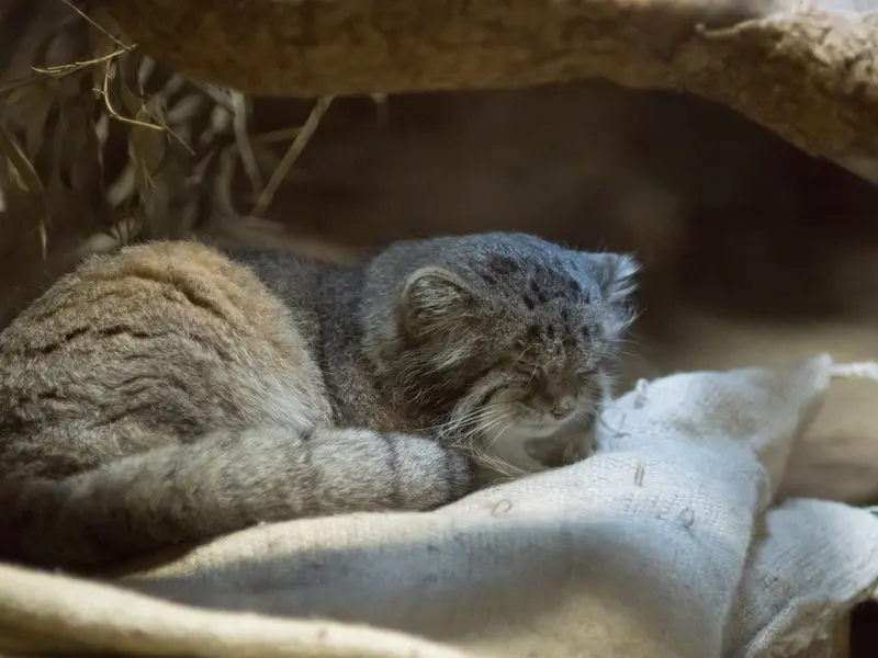A photograph of Klyon in Ueno Zoological Gardens
