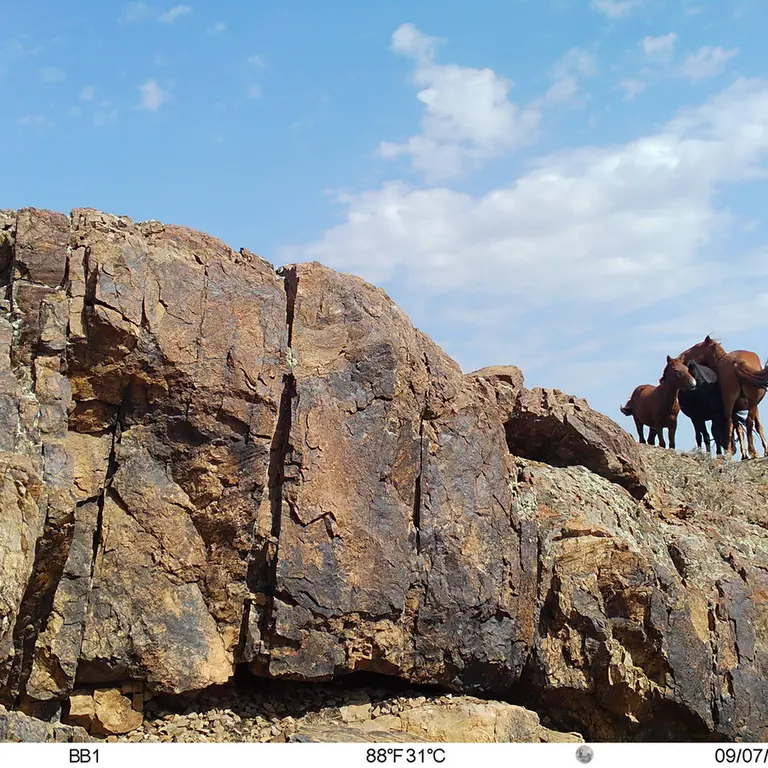 A photograph of Horse from Aktas-Kunkora [new] camera trap