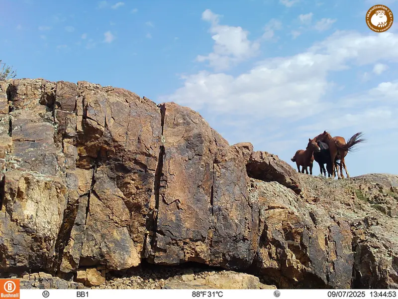 A photograph of Horse from Aktas-Kunkora [new] camera trap