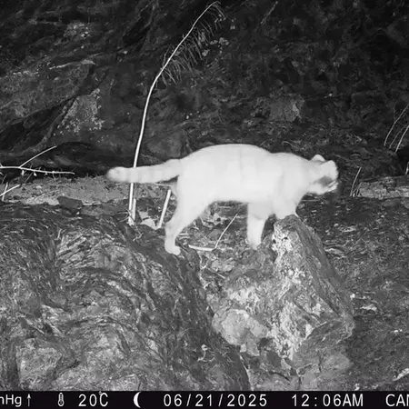 A photograph of Otocolobus manul manul from Zhundy 1 camera trap