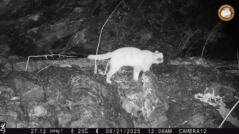 A photograph of Otocolobus manul manul from Zhundy 1 camera trap