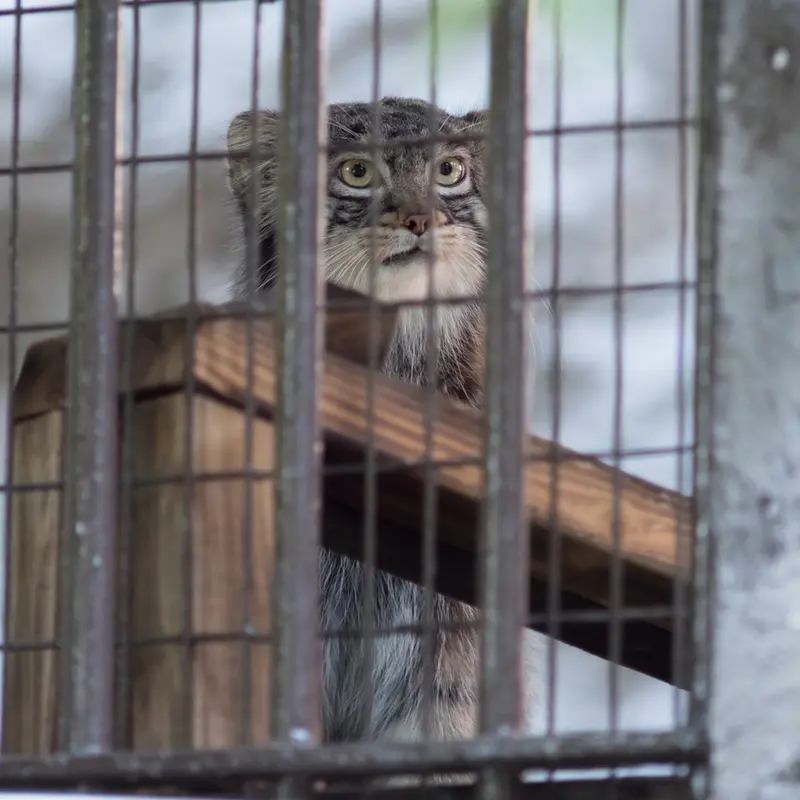 A photograph of Figa in Nogeyama Zoo