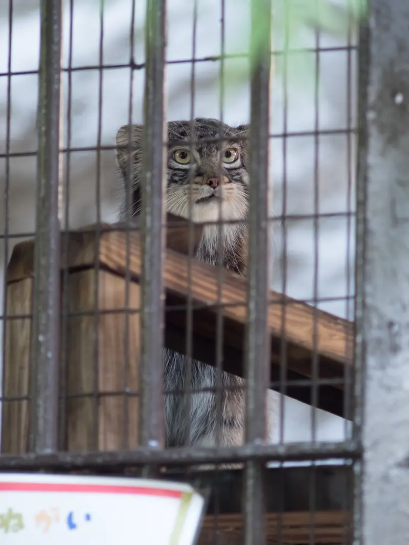 A photograph of Figa in Nogeyama Zoo