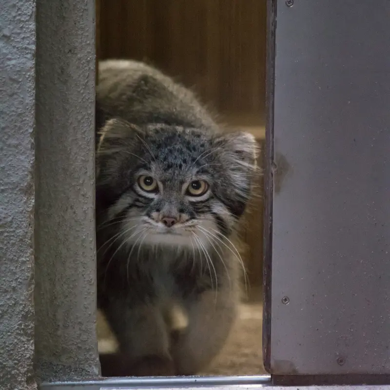 A photograph of Figa in Nogeyama Zoo