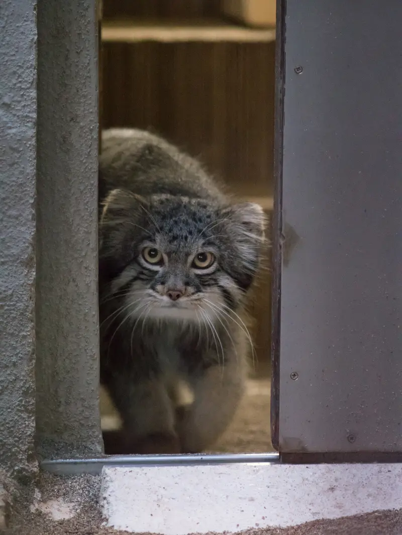 A photograph of Figa in Nogeyama Zoo
