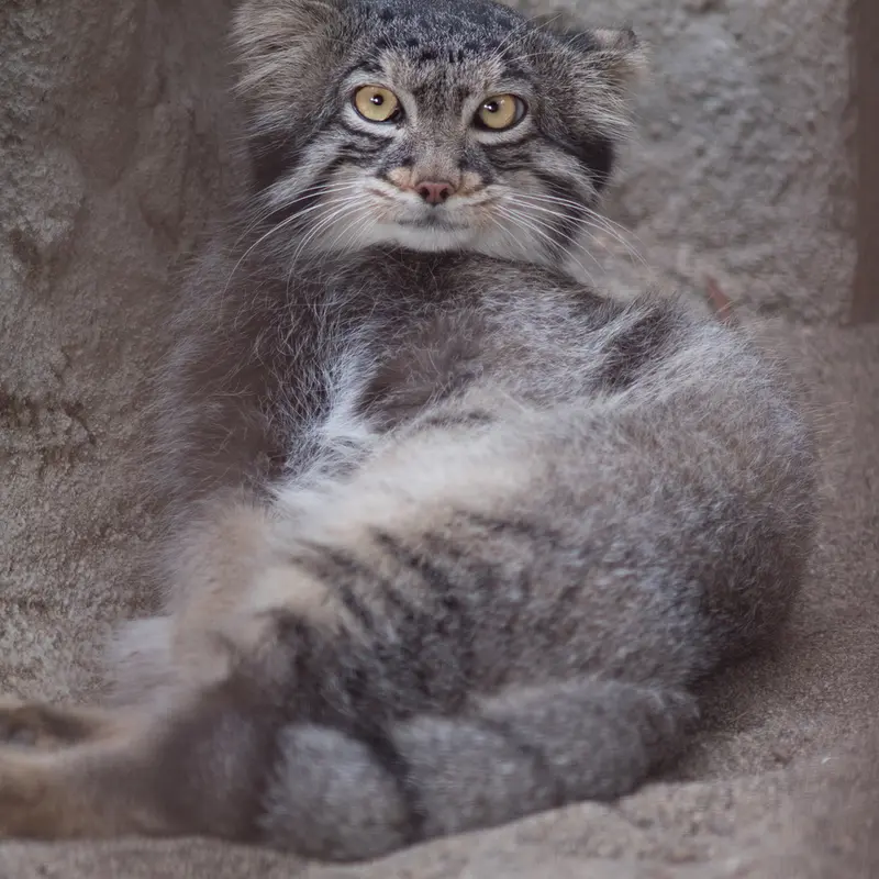 A photograph of Figa in Nogeyama Zoo
