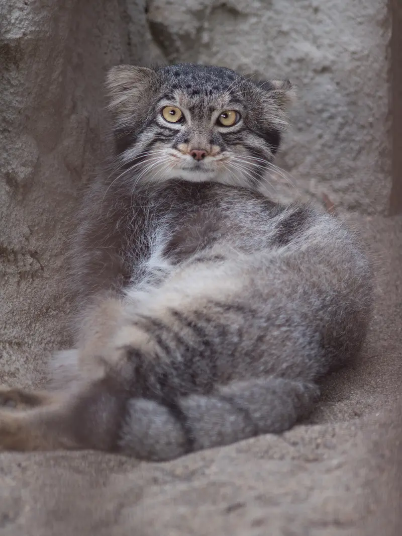 A photograph of Figa in Nogeyama Zoo