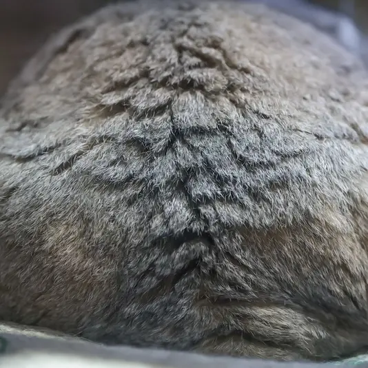 A photograph of Primula in Ueno Zoological Gardens