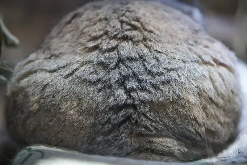 A photograph of Primula in Ueno Zoological Gardens