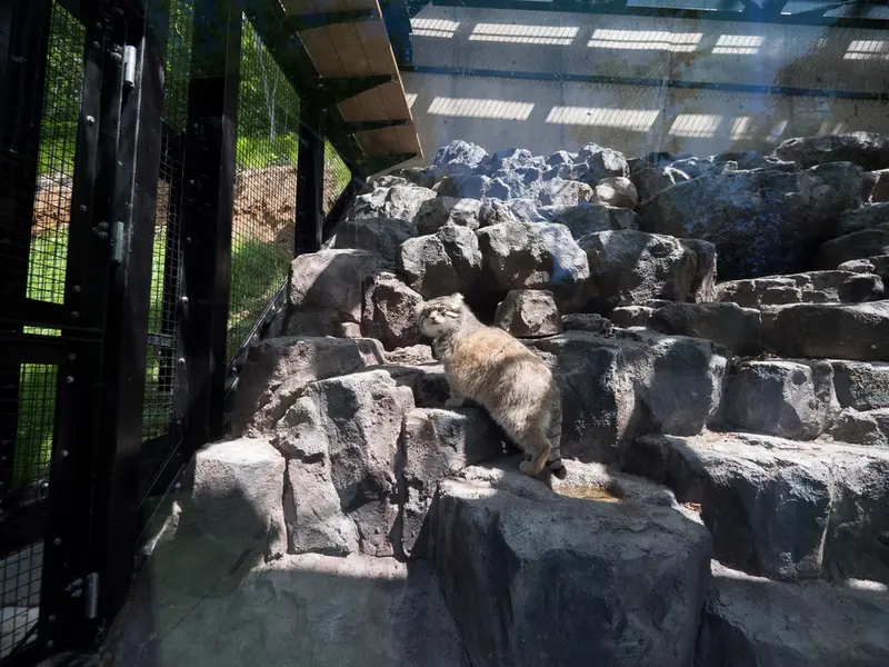 A photograph of Grusha in Asahiyama Zoo