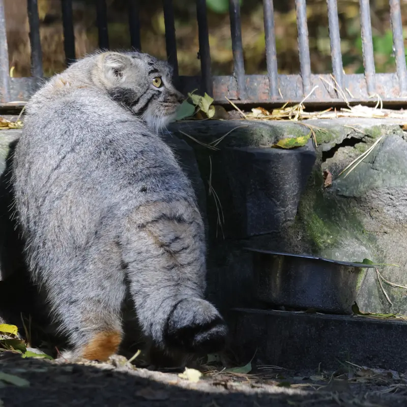 A photograph of Mensu in Novosibirsk Zoo