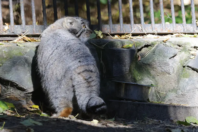 A photograph of Mensu in Novosibirsk Zoo