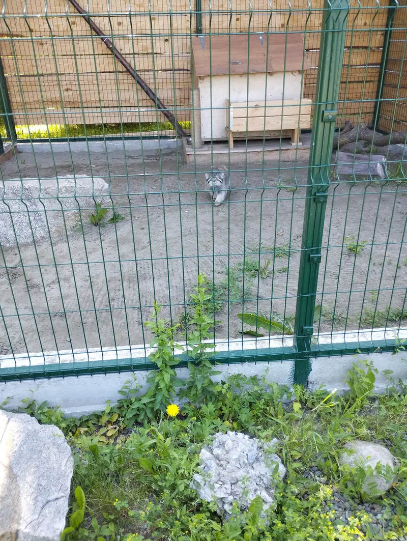 A photograph of Chip in Barnaul zoo “Lesnaya skazka”