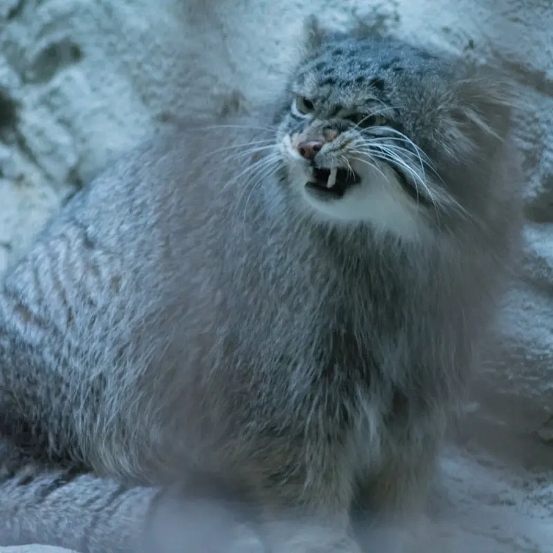 A photograph of Figa in Nogeyama Zoo