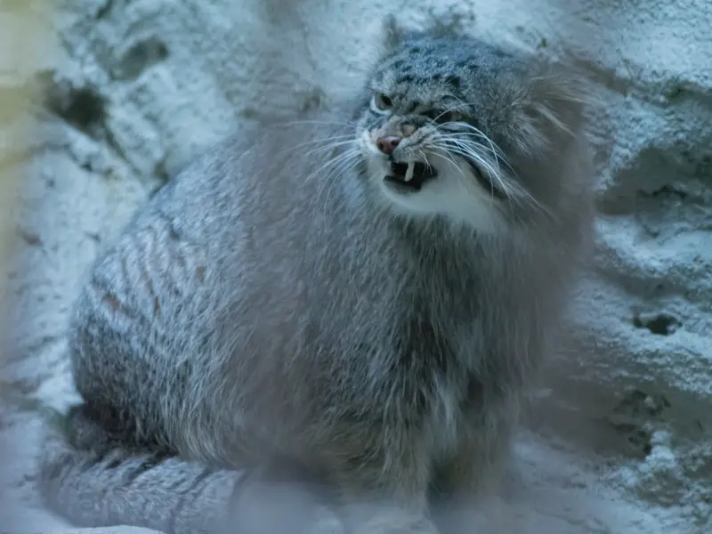 A photograph of Figa in Nogeyama Zoo