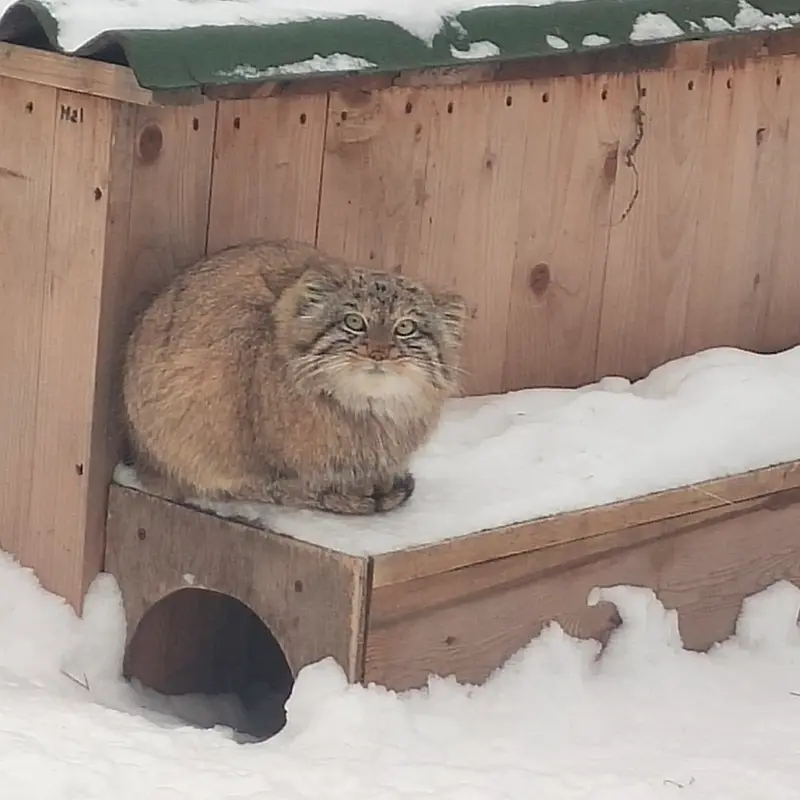 A photograph of a Pallas's cat in Novosibirsk Zoo