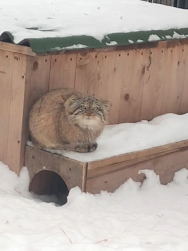 A photograph of a Pallas's cat in Novosibirsk Zoo
