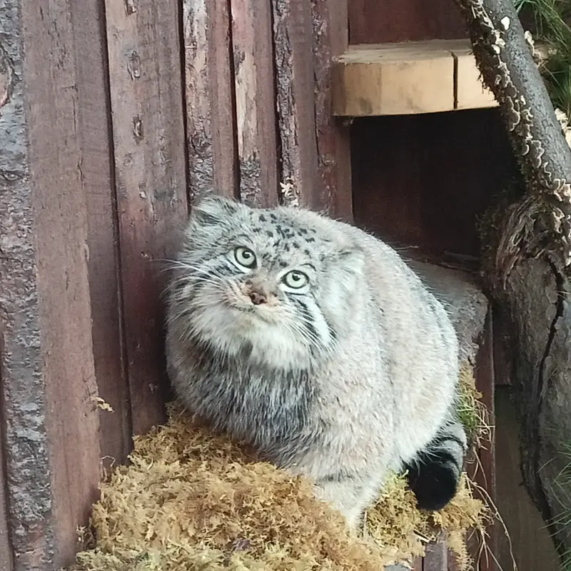 A photograph of Boris in Royev Ruchey