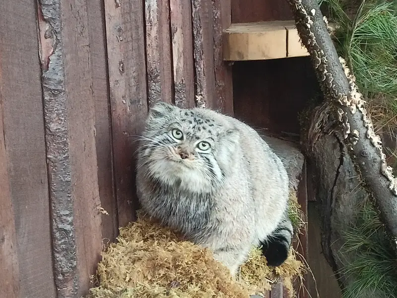 A photograph of Boris in Royev Ruchey