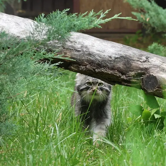 A photograph of a Pallas's cat in Moscow zoo