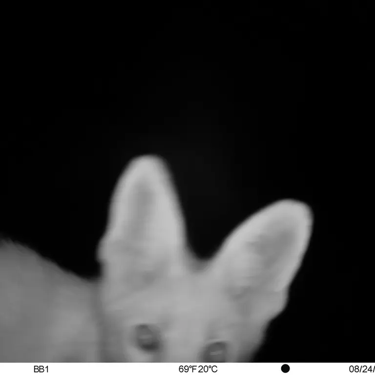 A photograph of Red fox from Aktas-Kunkora [new] camera trap