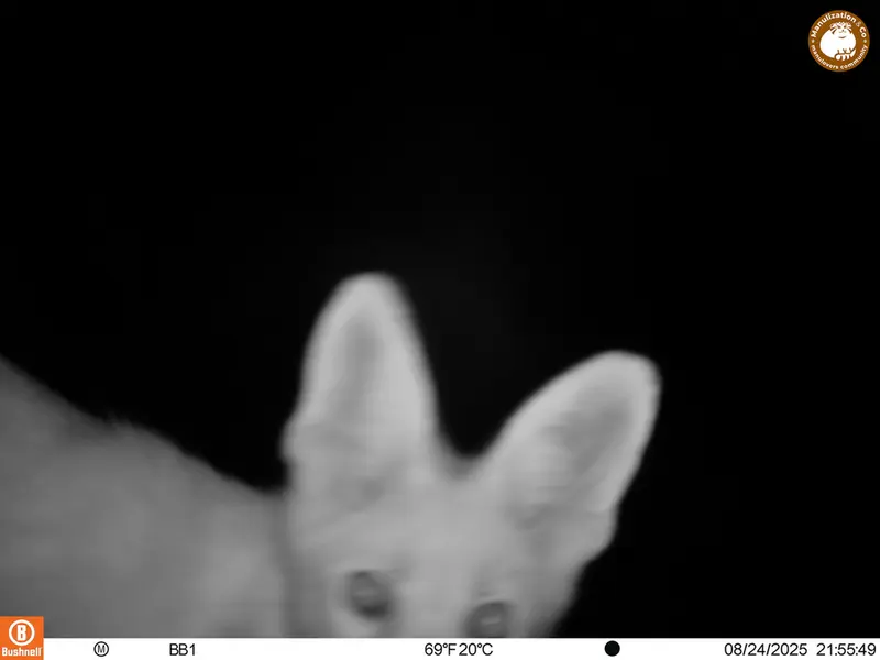 A photograph of Red fox from Aktas-Kunkora [new] camera trap