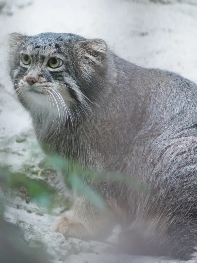 A photograph of Figa in Nogeyama Zoo