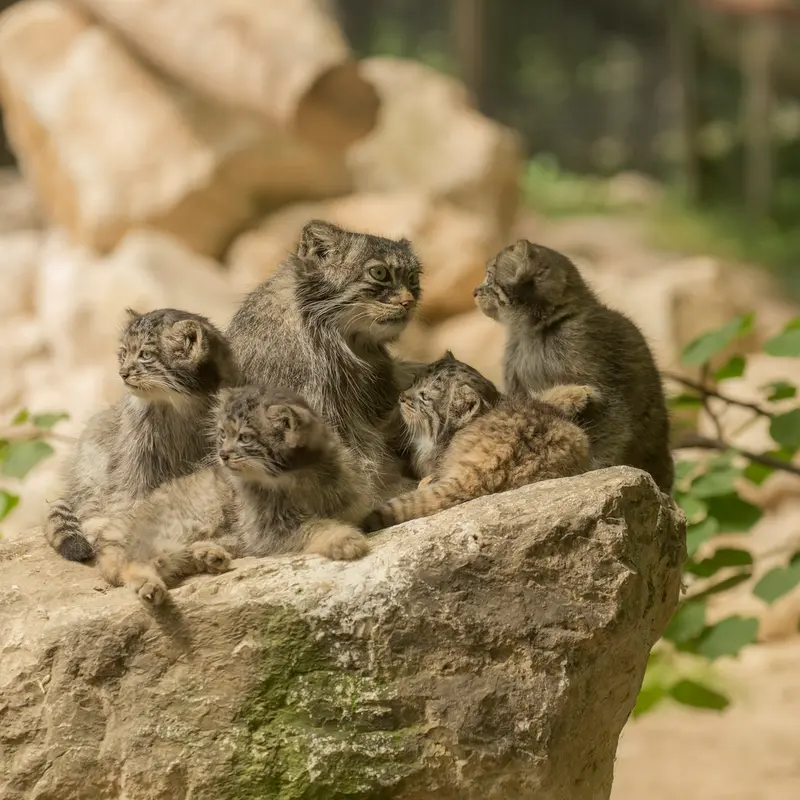 A photograph of Ulhan Bator and Wuhan in Lumigny Safari Reserve