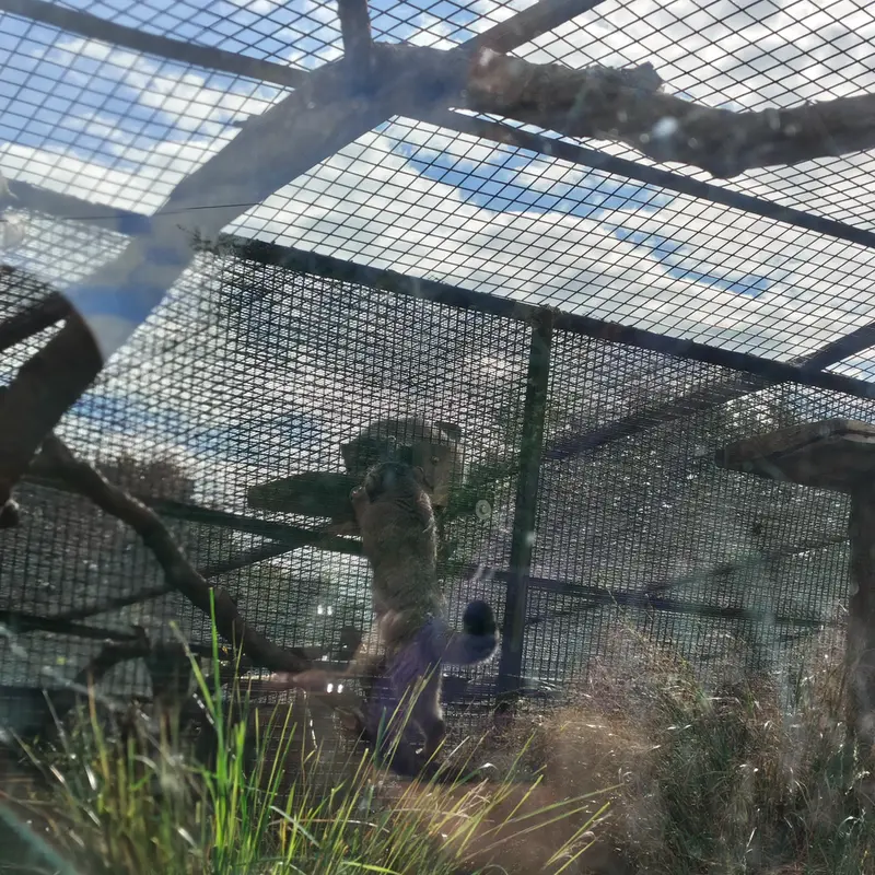 A photograph of Duchess in Edinburgh Zoo