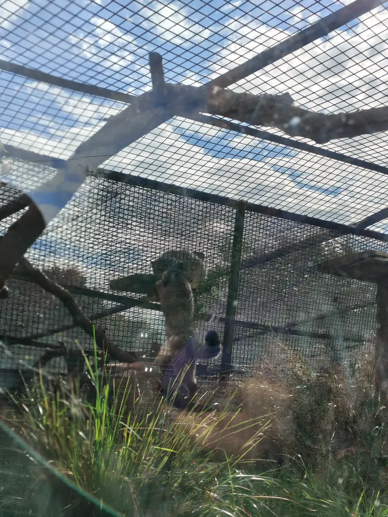 A photograph of Duchess in Edinburgh Zoo