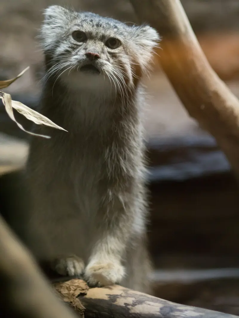 A photograph of Klyon in Ueno Zoological Gardens