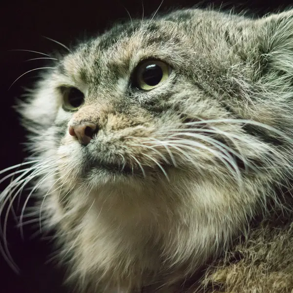 A photograph of Primula