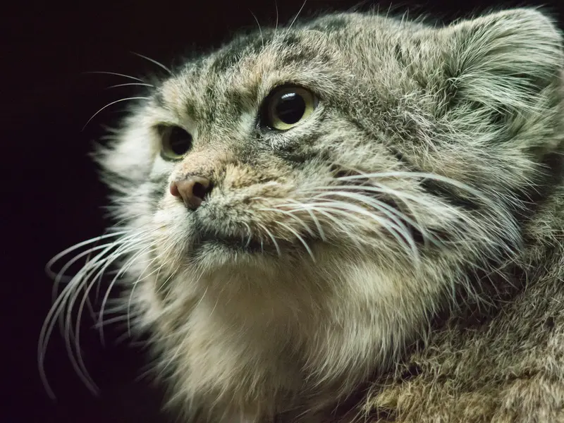 A photograph of Primula