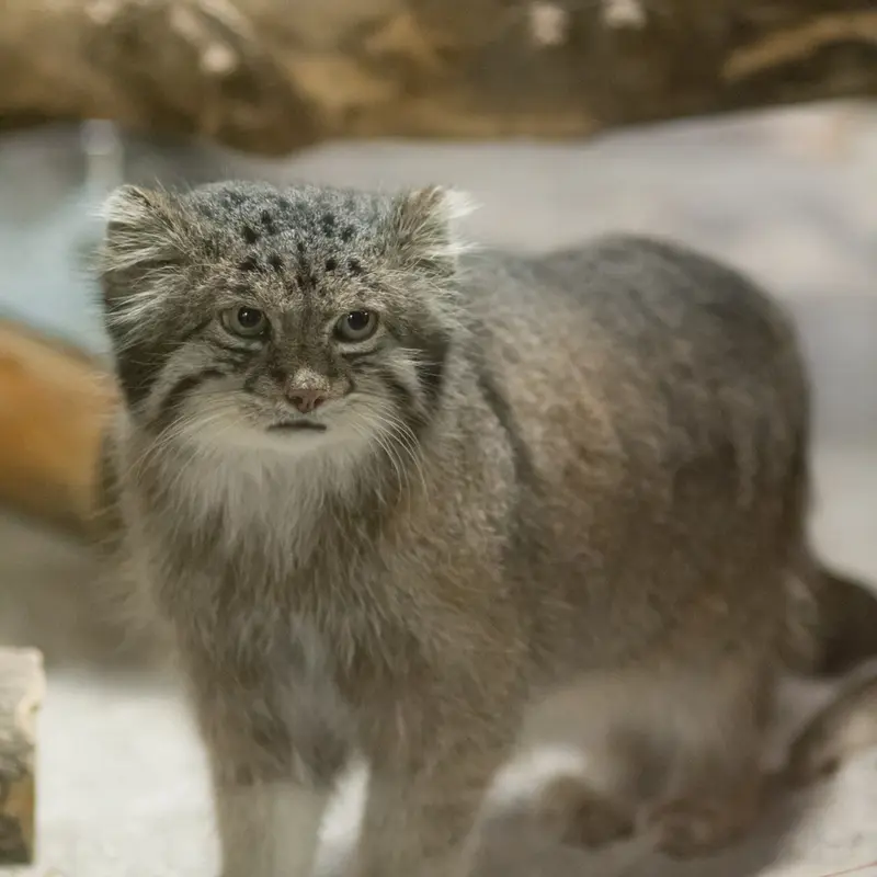 A photograph of Klyon in Ueno Zoological Gardens