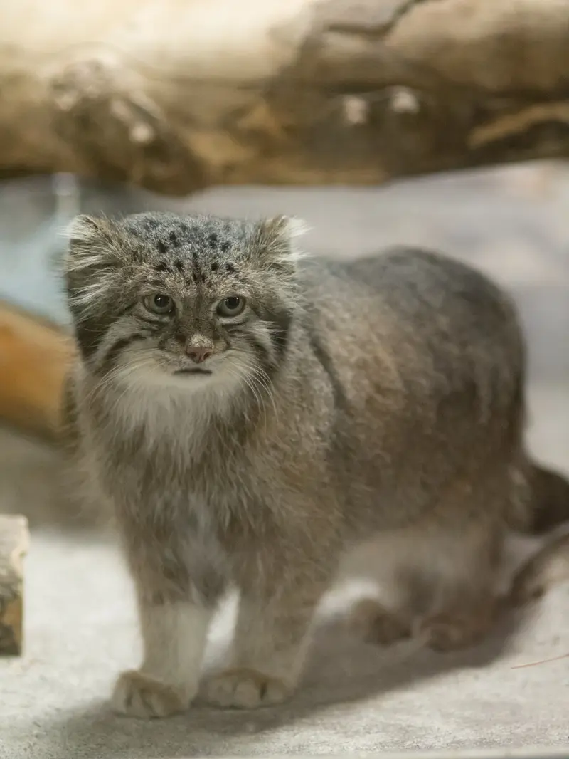 A photograph of Klyon in Ueno Zoological Gardens