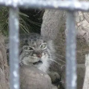 A photograph of a Pallas's cat in Potter Park Zoo