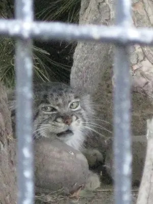 A photograph of a Pallas's cat in Potter Park Zoo