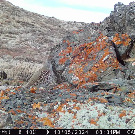 A photograph of Grey partridge from Zhilandy camera trap