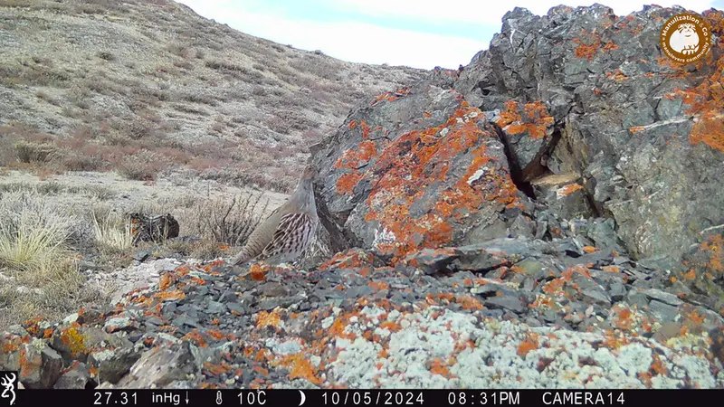 A photograph of Grey partridge from Zhilandy camera trap