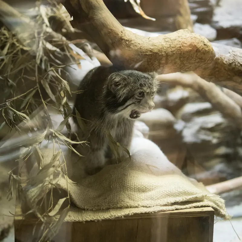 A photograph of Klyon in Ueno Zoological Gardens