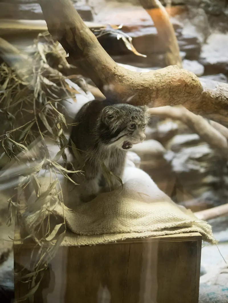 A photograph of Klyon in Ueno Zoological Gardens