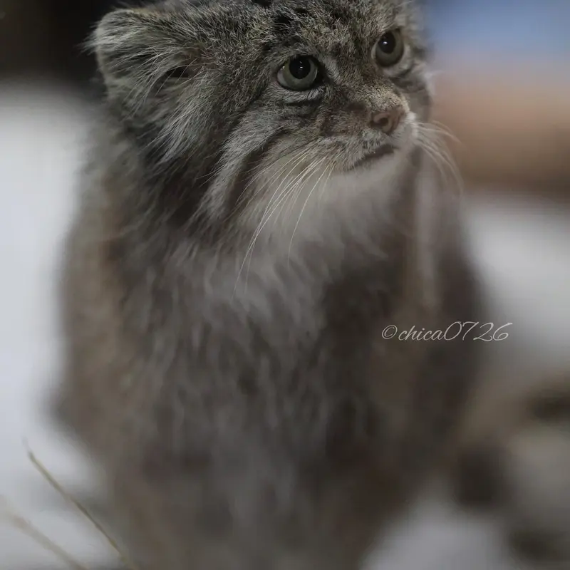 A photograph of Klyon in Ueno Zoological Gardens