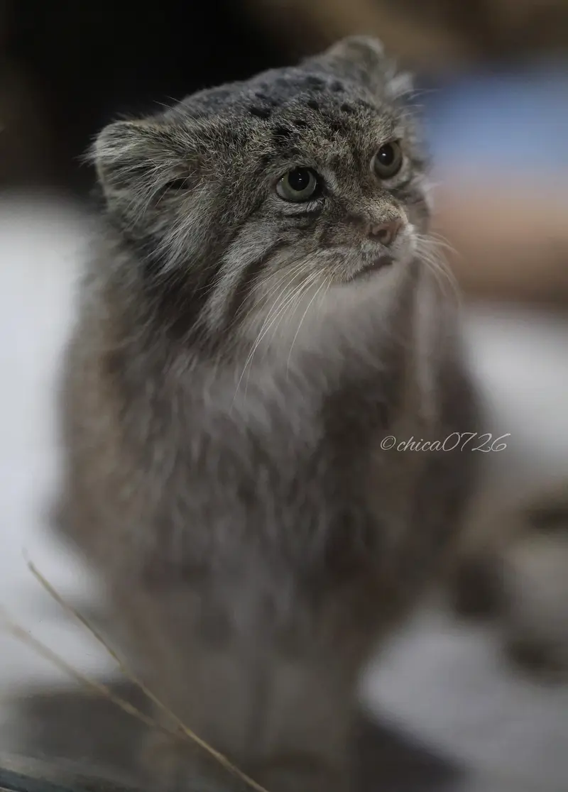 A photograph of Klyon in Ueno Zoological Gardens