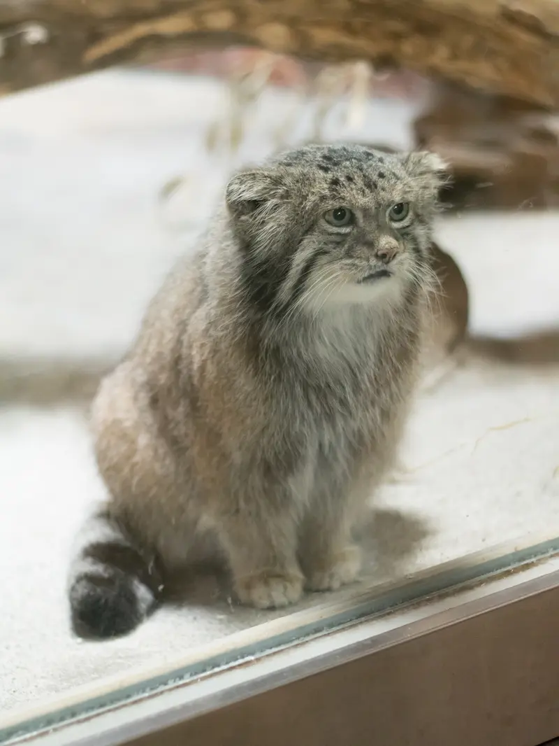 A photograph of Klyon in Ueno Zoological Gardens