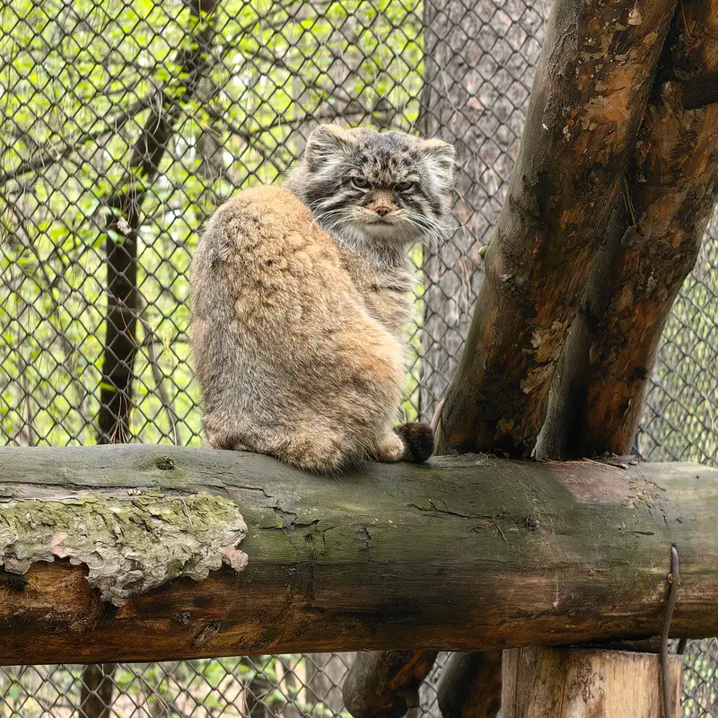 A photograph of George in Novosibirsk Zoo