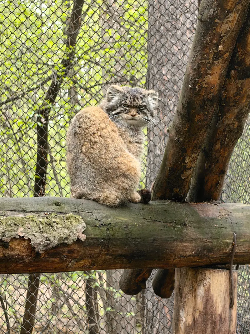 A photograph of George in Novosibirsk Zoo