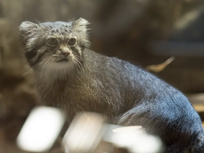 A photograph of Klyon in Ueno Zoological Gardens